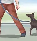 Teach Your Dog Basic Commands