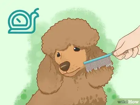 Image titled Brush a Poodle Step 7