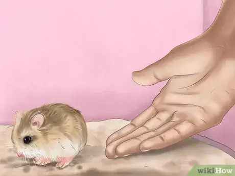 Image titled Care for Roborovski Hamsters Step 23