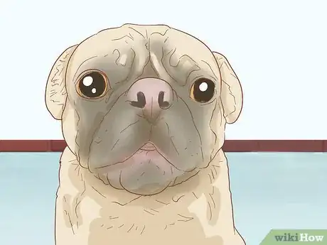 Image titled Identify a Pug Step 3