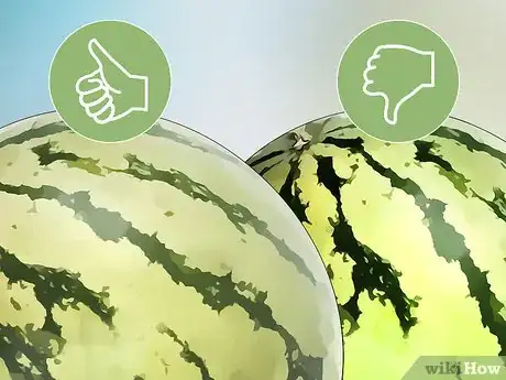 Image titled Tell when a Watermelon Is Ripe and Ready for Picking Step 6