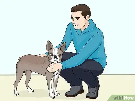 Image titled Identify a Boston Terrier Step 14