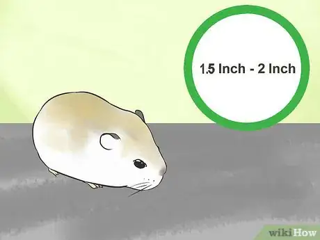 Image titled Know if a Hamster Is Right for You Step 17