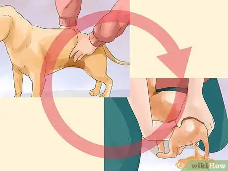 Image titled Help a Female Dog Who Is Injured Urinate Step 9