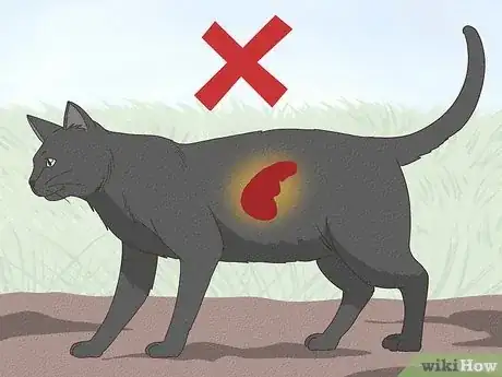 Image titled Help a Cat with Epileptic Seizures Step 9