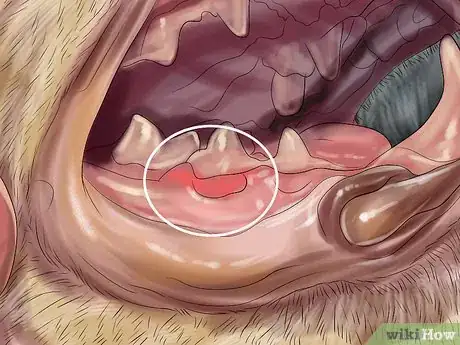 Image titled Deal with Tooth Resorption in Cats Step 5