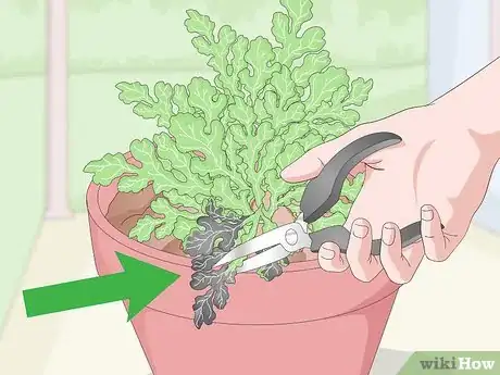 Image titled Keep Your Plants from Dying Step 9