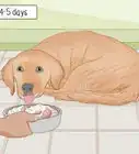 Prepare Home Cooked Food for Your Dog