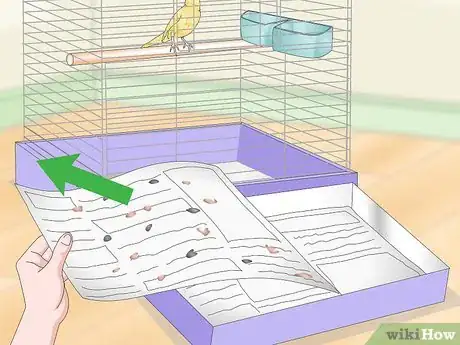 Image titled Treat Lice and Mites in Canaries Step 7