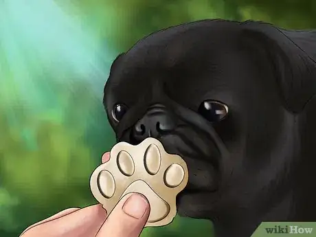 Image titled Care for a Pug Step 5