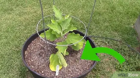 Image titled Grow Tomatoes in a Greenhouse Step 9