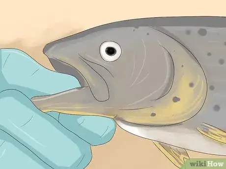 Image titled Clean Trout for Cooking Step 5