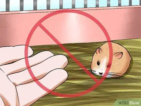 Image titled Tame a Dwarf Hamster Step 11