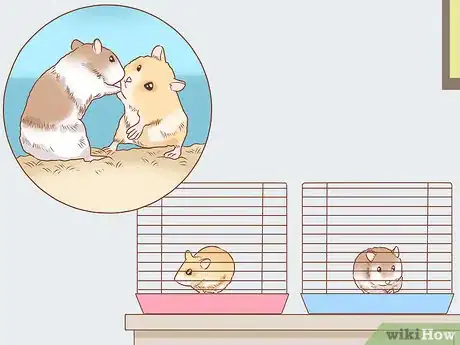 Image titled Introduce Two Dwarf Hamsters Step 15