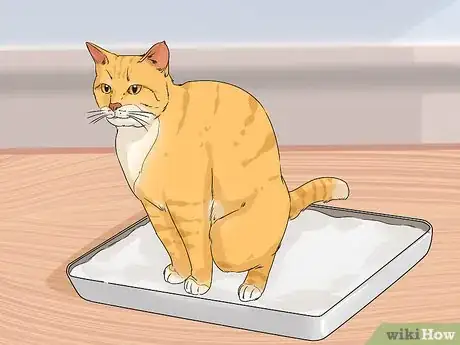 Image titled Change Your Cat's Routine Step 6