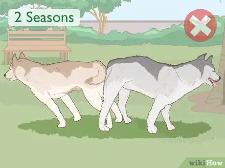 Image titled Breed Husky Dogs Step 10