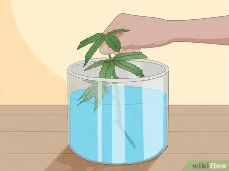 Image titled Clone Cannabis Step 5