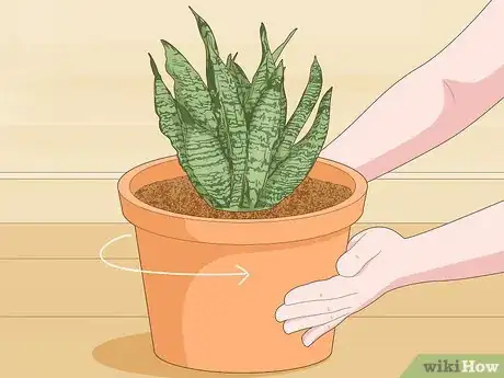 Image titled Care for a Sansevieria or Snake Plant Step 11