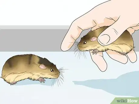 Image titled Care for Pet Lemmings Step 12