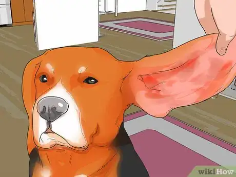 Image titled Diagnose Ear Infections in Beagles Step 8