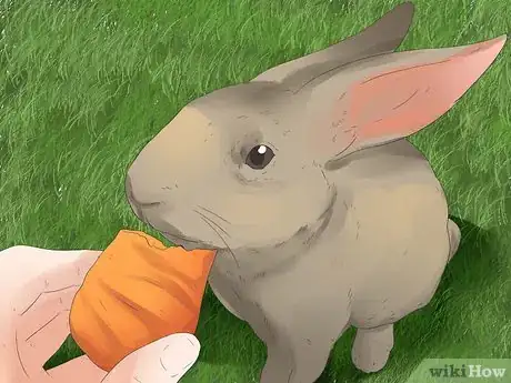 Image titled Understand Your Rabbit Step 19