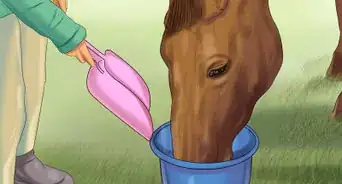 Hand Feed a Horse