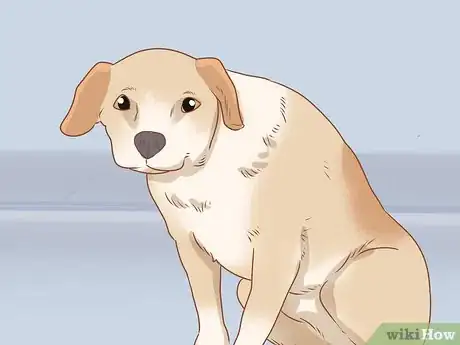 Image titled Tell if Your Dog Is Depressed Step 11