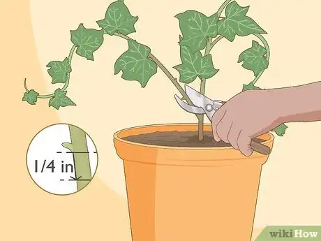 Image titled Grow Ivy from Cuttings Step 13