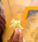 Eat a Star Fruit