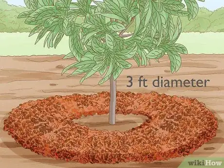 Image titled Plant Loquat Seeds Step 10