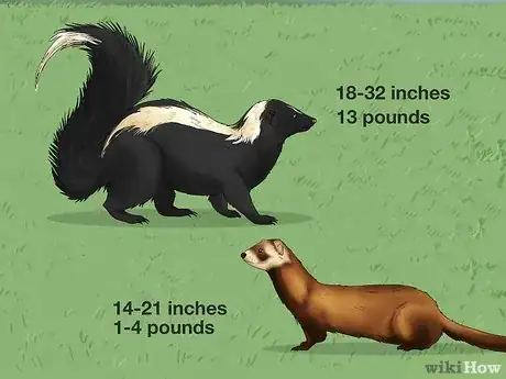 Image titled Skunk vs Polecat Step 4