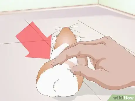 Image titled Diagnose Lumps in Guinea Pigs Step 3