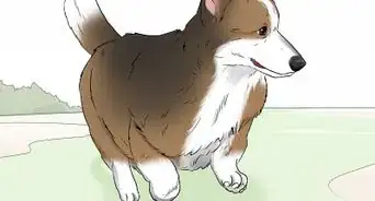 Distinguish Between a Pembroke and Cardigan Welsh Corgi