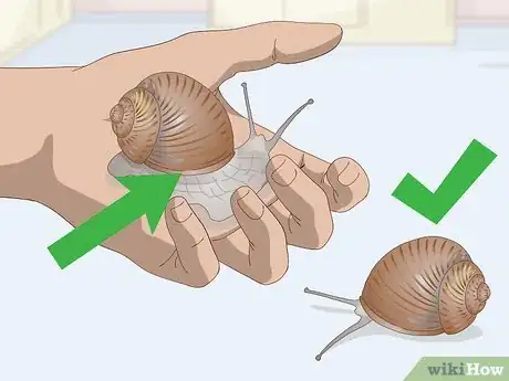 Image titled Snail Farm Step 4