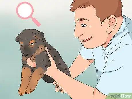 Image titled Buy a German Shepherd Puppy Step 4