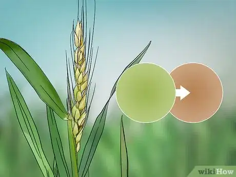 Image titled Grow Wheat in Your Garden Step 14