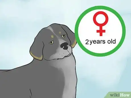 Image titled Become a Dog Breeder Step 14