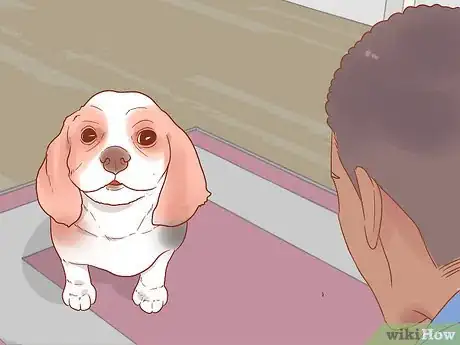 Image titled Get a Dog to Stop Whining Step 1