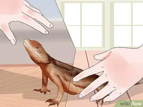 Image titled Tame a Bearded Dragon Step 1