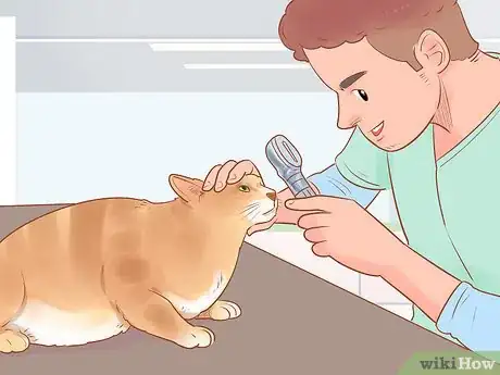 Image titled Know if Your Cat Is Sick Step 14