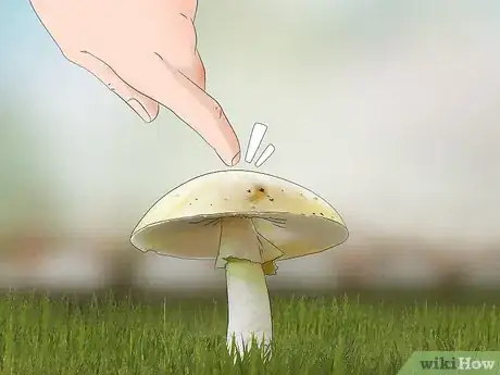 Image titled Identify a Death Cap Mushroom Step 9