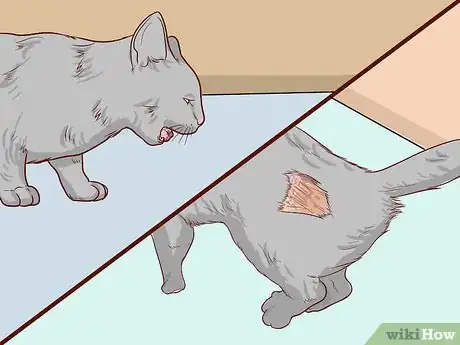 Image titled Check Cats for Dehydration Step 11