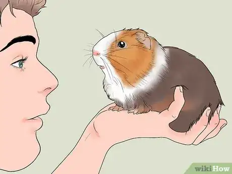 Image titled Get Your Guinea Pig to Lose Weight Step 3