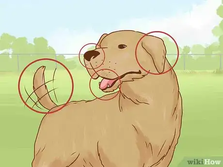 Image titled Befriend Dogs Step 11