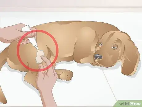 Image titled Stop Your Pet from Licking Lotions and Creams Step 10