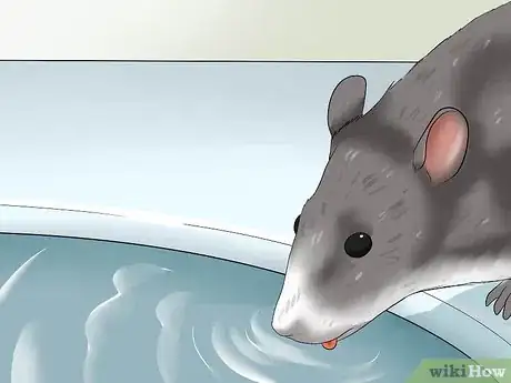 Image titled Care for a Pregnant Pet Rat Step 2