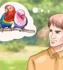 Care for a Lovebird