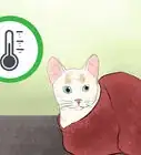 Tell if Your Cat Is Dead