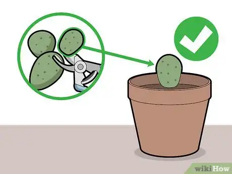 Image titled Prune Cactus Step 12