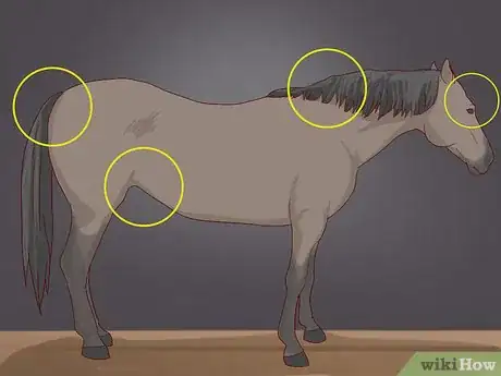 Image titled Diagnose Cushing's Disease in Horses Step 4